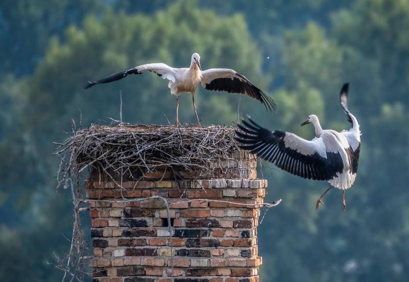 Professional Chimney Animal Removal Services in Coral Gables, Florida