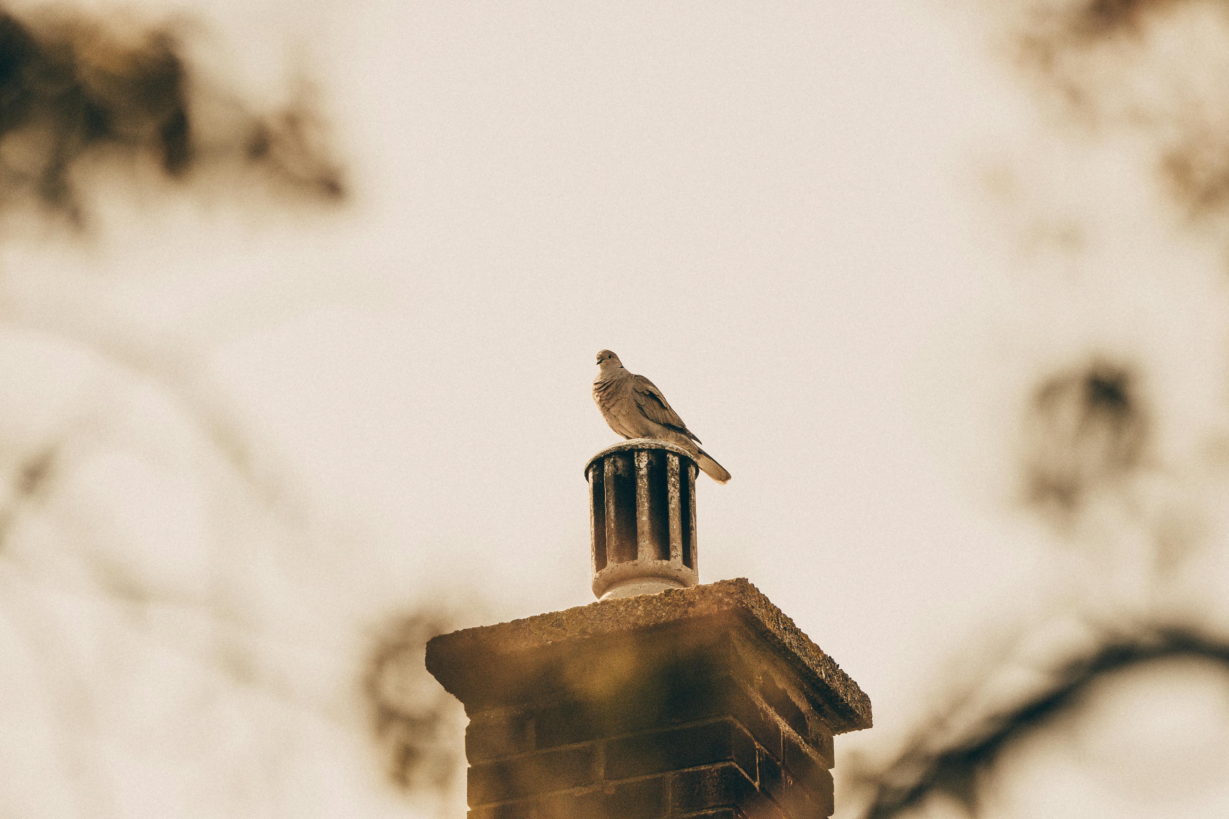 Professional Chimney Cap and Damper In Coral Gables Florida